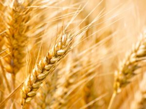 Plantio da safra de trigo avança no Paraná