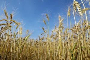 Mais de 75% das sementes de trigo do Paraná já estão comercializadas