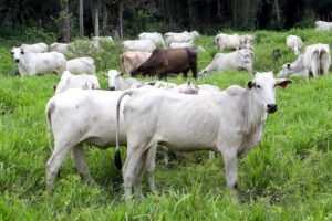 Menos da metade do rebanho foi atualizado em Cascavel