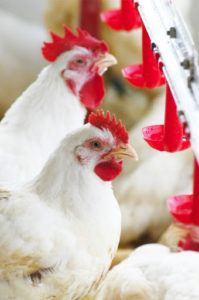 Carne de frango: exportações aumentam 21% e receita 55%