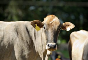 Chineses habilitam frigoríficos do Uruguai e dos EUA