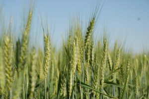 Reunião do trigo e triticale 2021 recebe trabalhos de pesquisa
