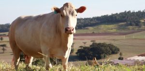 Made In Paraná: A versatilidade da mãe Purunã
