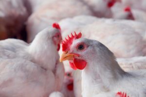 Frango: exportações crescem 24,2% em outubro