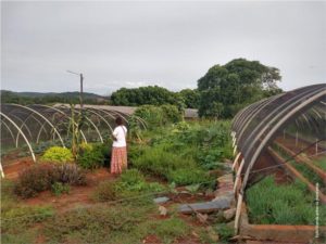 Coletivo de Mulheres Agricultoras cultiva plantas medicinais