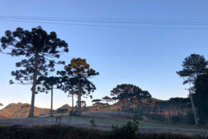 Simepar prevê inverno seco, com muito nevoeiro e alguns veranicos