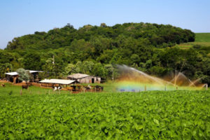 Mata Atlântica: liminar afeta meio milhão de produtores no Paraná