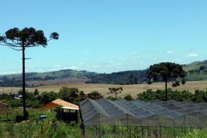 Oportunidade para bolsista em curso de especialização em Economia Rural