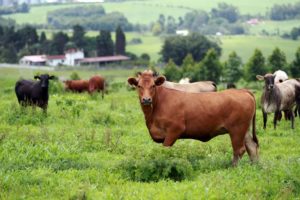 Pecuarista que não comprovar rebanho deve preparar o bolso