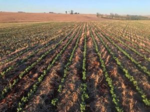 Imea prevê área de soja do MT em 10,79 milhões de hectares