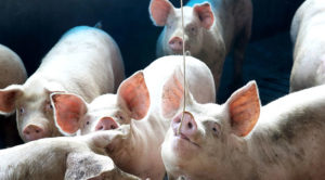 Cresce competitividade de carne suína frente às demais proteínas