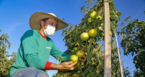 Paraná é o quarto maior produtor de tomate do País