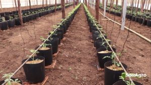 Tomate em vaso conquista cada vez mais produtores