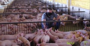 DIA DO SUINOCULTOR: Dedicação para Alimentar o Mundo