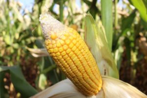 Milho plantado fora do zoneamento e afetado pela geada fica sem seguro