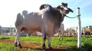 Fazenda Estância do Chicote. Excelência na raça Tabapuã