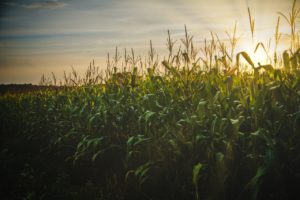 Saca do milho valoriza 91,23% em um ano