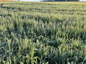 GEADA: Núcleo Regional de Cascavel estima 10% do trigo em fase delicada