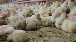 Avicultura: da corda bamba para a redenção