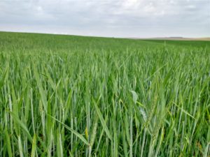 Dilvo Grolli alerta: vai faltar trigo!