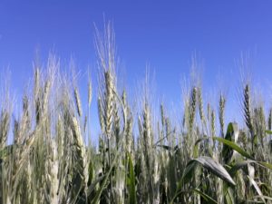 Reação ao Clima: Preços do trigo sobem no fim de julho
