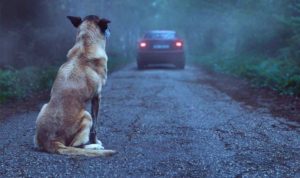 Semana Contra o Abandono de Animais é aprovada no Paraná