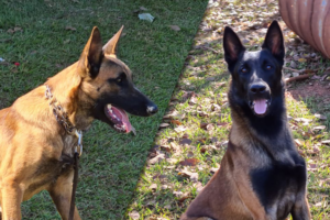 Dois novos cães reforçam fiscalização agropecuária
