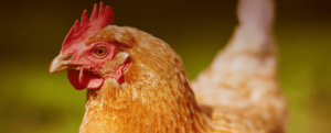 Consumo de ovos de galinha tem crescimento de 6% Brasil