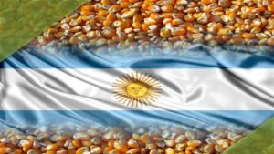 Milho argentino socorre o Brasil ante a escassez