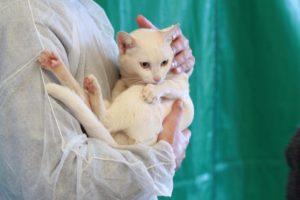 Município de Farol recebe programa de esterilização de cães e gatos