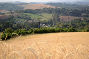 Paraná fará análise automática do Cadastro Ambiental Rural