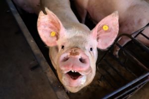 Puxado por Toledo, Paraná mira novos mercados internacionais na carne suína
