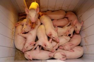 Biossegurança é antídoto contra Peste Suína Africana