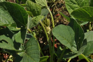 Pragas da soja são resistentes a defensivos agrícolas?