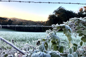 Mais 13 municípios batem recorde de temperaturas baixas neste ano no PR
