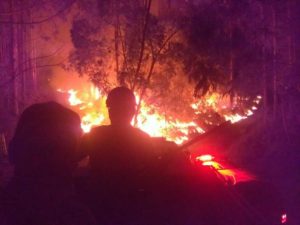 Paraná registra queda de 30% nos incêndios florestais no 1º quadrimestre