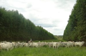 Pecuária cada vez mais sustentável