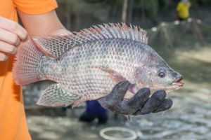 Aquicultura: manejo e sanidade são os maiores desafios