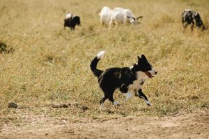 Frio de arrepiar os pelos: como cuidar do seu pet