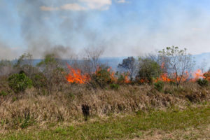 Queimada controlada contra espécies invasoras