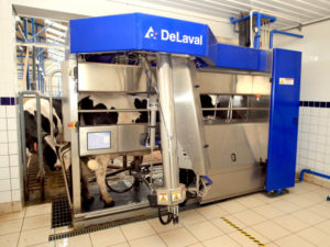 O futuro é agora: vacas são ordenhadas por robôs
