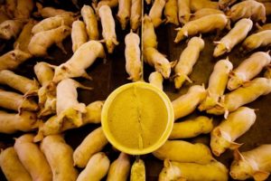 Os desafios dos produtores de suínos frente ao custo dos insumos