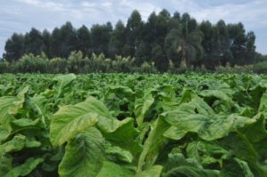 Rússia fecha as portas para o tabaco do Brasil e de 4 países