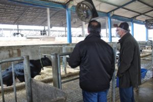 Vaca paranaense com 190 mil litros de leite recebe premiação