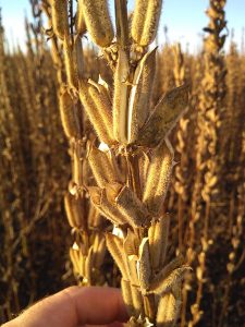 Cultivo do gergelim no Brasil cresce 230% em um ano