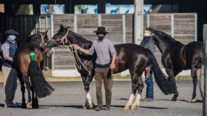 Animais começam a chegar na Expointer nesta segunda-feira