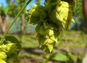DIA DA CERVEJA: Aumenta interesse pela produção nacional de lúpulo e cevada