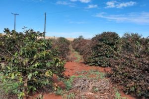 Produtores podem renegociar dividas de Custeio após perdas na safra