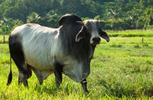 As 10 principais raças de gado de corte