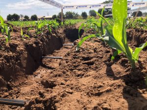 Produtores investem em sistemas de irrigação por gotejamento